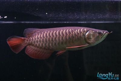 怎樣調(diào)理龍魚腸胃最有效：如何調(diào)理龍魚腸胃 龍魚百科 第2張