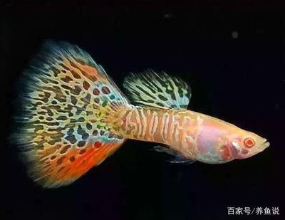 像龍魚的小魚叫什么：像龍魚的小魚叫什么叫什么像龍魚的小魚叫什么 龍魚百科 第2張