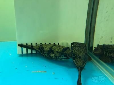 皇冠狗頭能和龍魚虎魚混養(yǎng)嗎：皇冠狗頭能和龍魚、虎魚混養(yǎng)嗎