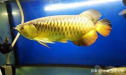 金龍魚配什么魚最上檔次的魚：金龍魚作為一種名貴的觀賞魚其混養(yǎng)的選擇非常重要