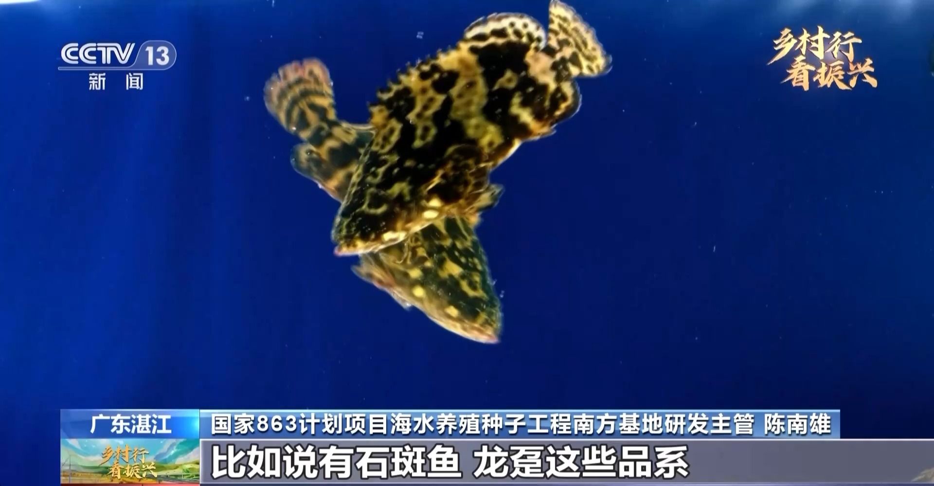 多大的缸適合養(yǎng)龍魚(yú)蝦：同一缸體內(nèi)養(yǎng)龍魚(yú)和蝦需要考慮幾個(gè)關(guān)鍵因素