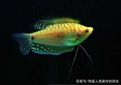 黃色的龍魚(yú)叫什么品種：黃色的龍魚(yú)是什么品種 龍魚(yú)百科 第2張