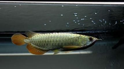 龍魚(yú)什么溫度合適養(yǎng)：龍魚(yú)什么溫度適合飼養(yǎng) 龍魚(yú)百科 第2張