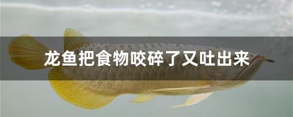 龍魚把食物咬碎了又吐出來了會死嗎：龍魚吐食的行為可能由多種原因引起