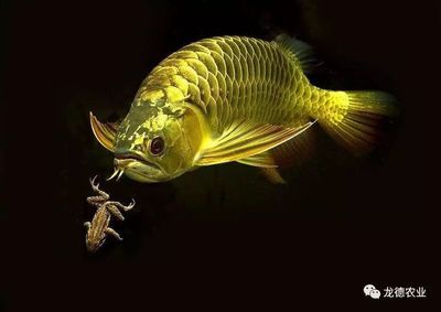 家里抓的蟑螂可以給龍魚吃嗎:喂龍魚吃蟑螂可以嗎 龍魚百科 第1張 家里抓的蟑螂可以給龍魚吃嗎:喂龍魚吃蟑螂可以嗎 龍魚百科 第1張