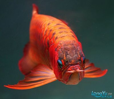 出售紅龍魚(yú)：關(guān)于紅龍魚(yú)的問(wèn)題