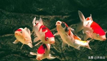 龍魚金魚：龍魚和金魚在飼養(yǎng)上有什么區(qū)別？ 龍魚百科 第1張