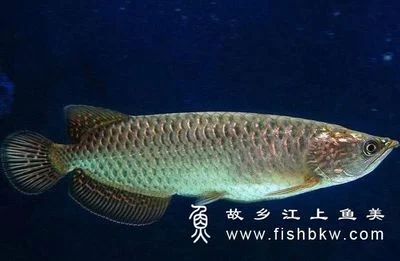 龍魚的飼養(yǎng)要點(diǎn)有哪些內(nèi)容和方法：龍魚的飼養(yǎng)要點(diǎn) 龍魚百科 第2張