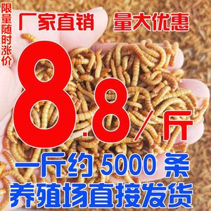 金龍魚可以用黃粉嗎：金龍魚可以使用黃粉治療嗎