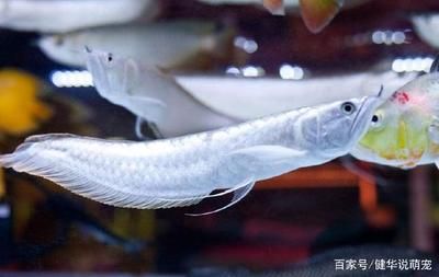 養(yǎng)一條銀龍魚寓意好嗎：養(yǎng)一條銀龍魚寓意好嗎，養(yǎng)一條銀龍魚的主要寓意和祝愿 龍魚百科 第3張