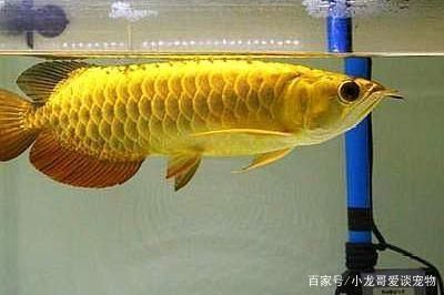 養(yǎng)金龍魚水溫多少度合適冬天：養(yǎng)金龍魚水溫多少度合適 龍魚百科 第3張