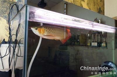 辦公室養(yǎng)金龍魚有什么講究嗎女生：辦公室養(yǎng)金龍魚有什么講究