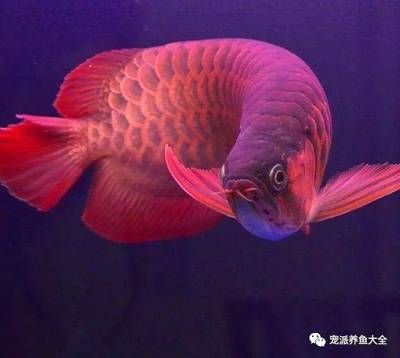 龍魚(yú)背景選擇顏色好嗎：龍魚(yú)背景選擇顏色好嗎， 龍魚(yú)百科 第2張