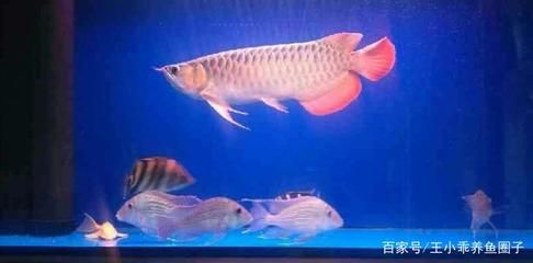 紅龍魚把清道夫吃了：紅龍魚可以吃清道夫嗎？ 龍魚百科 第2張