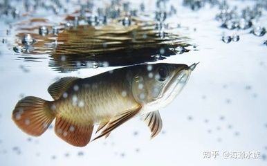 龍魚(yú)蹦出來(lái)了撈回去了：龍魚(yú)從魚(yú)缸中蹦出來(lái)并被撈回 龍魚(yú)百科 第3張