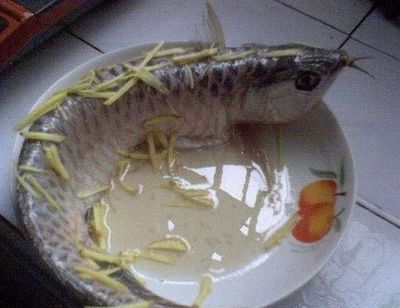 大龍魚能吃嗎：大龍魚可以食用嗎，大龍魚能吃嗎