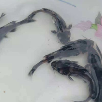 龍魚缸底層魚哪些鰻魚：鰻魚不是最適合與龍魚混養(yǎng)的底層魚