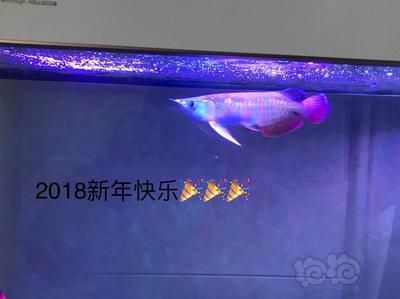 龍魚總是沖浪怎么辦：龍魚沖浪怎么辦 龍魚百科 第2張