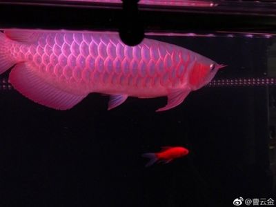 紅龍魚翻身了怎么辦：紅龍魚翻身了怎么辦紅龍魚翻身的方法和注意事項(xiàng) 龍魚百科 第2張