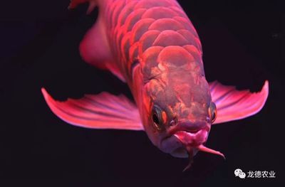 龍魚鱗片形狀：關(guān)于龍魚的鱗片形狀的詳細解釋 龍魚百科 第3張