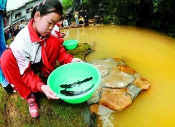 黃龍魚怎么繁殖后代：黃龍魚怎么繁殖后代，黃龍魚的繁殖方法詳細解析