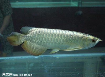 我問一下銀龍魚能活多少年：銀龍魚的壽命受多種因素影響，飼養(yǎng)者需要注意一些關(guān)鍵因素 龍魚百科 第2張