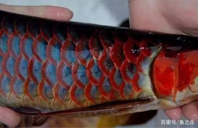 挑選紅龍魚的細節(jié)：如何挑選紅龍魚？ 龍魚百科 第2張