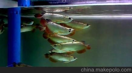 金龍魚合肥：快速訪問,合肥金龍魚總代理,糧油批發(fā),金龍魚批發(fā), 龍魚百科 第1張