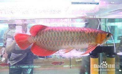 金龍魚有藍(lán)色的嗎：金龍魚有藍(lán)色的嗎， 龍魚百科 第3張