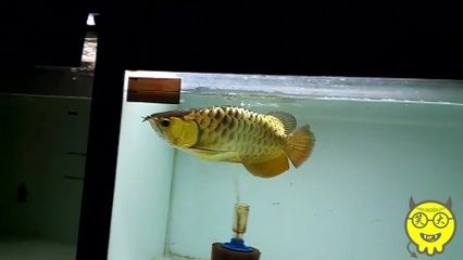 24k金龍魚是什么意思?。?4k金龍魚24k金龍魚市場定位24k金龍魚