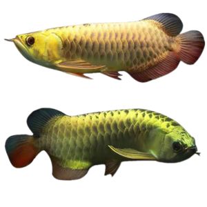 頂級(jí)紅龍魚品牌有哪些品種的魚苗：頂級(jí)紅龍魚品牌有哪些品種的魚苗品種及其特點(diǎn) 龍魚百科 第2張