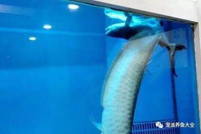 龍魚為什么死了：導(dǎo)致龍魚死亡的原因