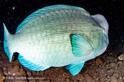 菠蘿魚能和龍魚混養(yǎng)嗎？：菠蘿魚可以和什么魚混養(yǎng) 龍魚百科 第2張