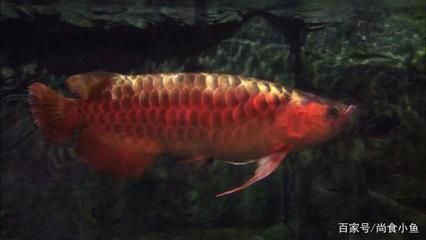 紅龍魚(yú)品相圖解視頻：紅龍魚(yú)紅龍魚(yú)飼養(yǎng)技巧 龍魚(yú)百科 第3張