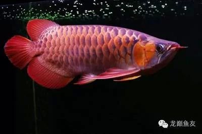 龍魚(yú)燈光太強(qiáng)會(huì)怎么樣：龍魚(yú)燈光太強(qiáng)會(huì)對(duì)龍魚(yú)產(chǎn)生不利影響，龍魚(yú)燈光太強(qiáng)會(huì)怎么樣