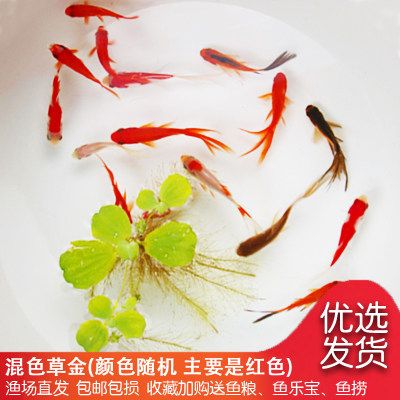 龍魚(yú)吃蝦不吃魚(yú)糧怎么辦：龍魚(yú)只吃蝦不吃魚(yú)糧怎么辦 龍魚(yú)百科 第2張