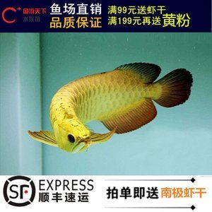 龍魚(yú)多少錢(qián)一條價(jià)格表：龍魚(yú)價(jià)格】觀賞魚(yú)價(jià)格】觀賞魚(yú)價(jià)格大全 龍魚(yú)百科 第3張