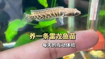 奶茶雷龍魚苗吃什么：奶茶雷龍魚苗在飼養(yǎng)過程中應(yīng)以活餌料為主奶茶雷龍魚苗 龍魚百科 第2張