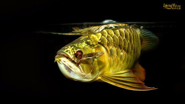 金龍魚(yú)黑底黑背好嗎：金龍魚(yú)的黑底黑背好嗎 龍魚(yú)百科 第2張