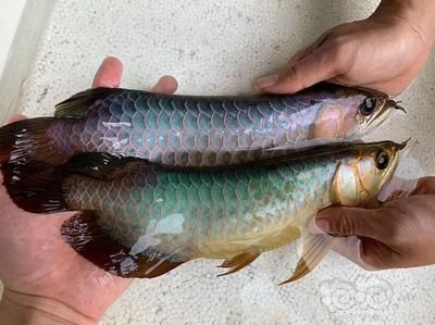 翡翠藍(lán)龍魚：什么是翡翠藍(lán)龍魚 龍魚百科 第1張