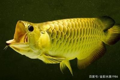 養(yǎng)一條龍魚有啥寓意：養(yǎng)龍魚有什么寓意？