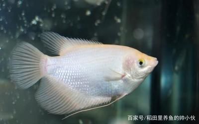 龍魚浮出水面咬空氣會死嗎：龍魚浮出水面咬空氣會死嗎龍魚浮出水面咬空氣會死嗎 龍魚百科 第3張