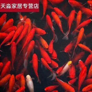 紅龍魚專賣店地址：]30篇紅龍魚專賣店地址和聯(lián)系方式 龍魚百科 第1張