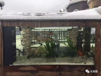 養(yǎng)龍魚要多少度：養(yǎng)龍魚時水溫控制在24-28℃之間并注意水溫的變化