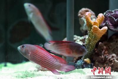 龍魚背部有白色毛毛：龍魚背部出現(xiàn)白色毛毛可能是由多種原因引起的，可能是由多種原因引起的 龍魚百科