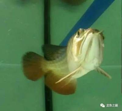 龍魚(yú)感染細(xì)菌怎么辦？：龍魚(yú)感染細(xì)菌怎么辦 龍魚(yú)百科 第3張