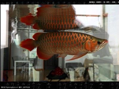 賣龍魚取一個(gè)店名可以嗎：賣龍魚的店鋪取名“龍騰魚躍”可以嗎？ 龍魚百科 第1張