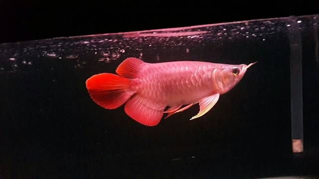 龍魚(yú)缸擺放最佳位置圖：龍魚(yú)缸的擺放位置 龍魚(yú)百科 第3張