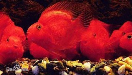 紅財(cái)神魚和龍魚混養(yǎng)：紅財(cái)神魚和龍魚混養(yǎng)會(huì)怎樣？