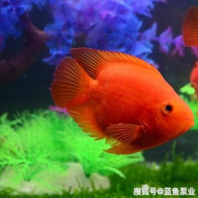 紅財(cái)神魚和龍魚混養(yǎng)：紅財(cái)神魚和龍魚混養(yǎng)會(huì)怎樣？